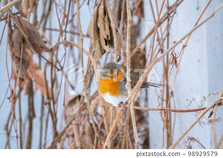 Cute bird the European Robin, Erithacus rubecula. sitting on the tree branch in winter. 98929579