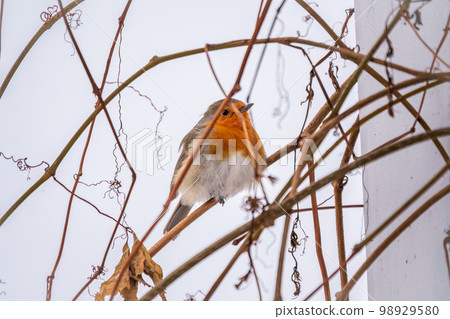 Cute bird the European Robin, Erithacus rubecula. sitting on the tree branch in winter. Cute bird the European Robin, Erithacus rubecula. sitting on the tree branch in winter. 98929580