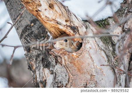The squirrel sticks its head out of a hole in tree The squirrel sticks its head out of a hole in tree 98929582