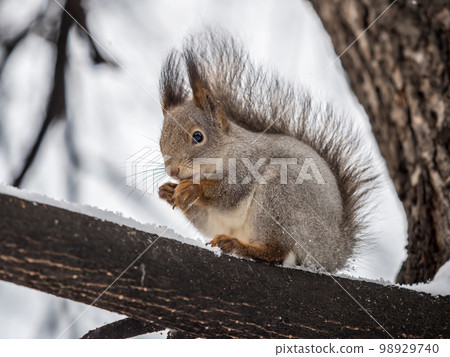 The squirrel with nut sits on tree in the winter or late autumn 98929740