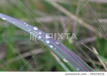 dew or raindrops on the green grass close up the summer spring dew or raindrops on the green grass close up the summer spring 98929926
