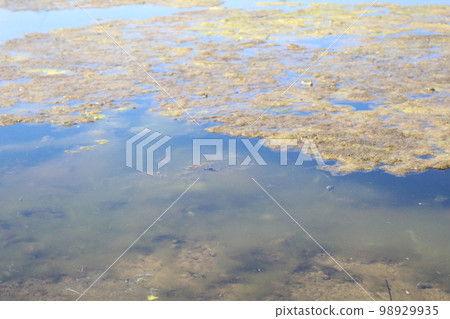 Flowering water swamp mold algae in the water 98929935