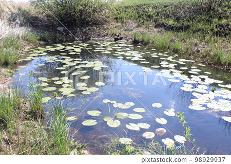 Cassan toy marsh plants water summer pond Cassan toy marsh plants water summer pond 98929937