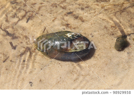 river shell shell clam in water close-up 98929938