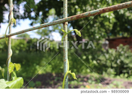 sprouts of bean sprouts. A curly plant. Spring. Crop sprouts of bean sprouts. A curly plant. Spring. Crop 98930009