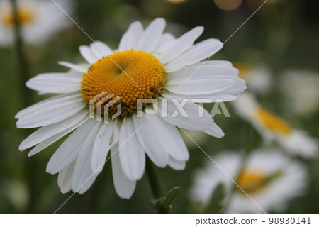 Flowers on the postcard daisy garden pharmacy is large plano on the side or top with small yellow petals and yellow bright middle with a copyspace Flowers on the postcard daisy garden pharmacy is large plano on the side or top with small yellow petals and yellow bright middle with a copyspace 98930141