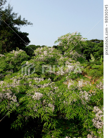 Sendan Flower Sendan Flower 98930345