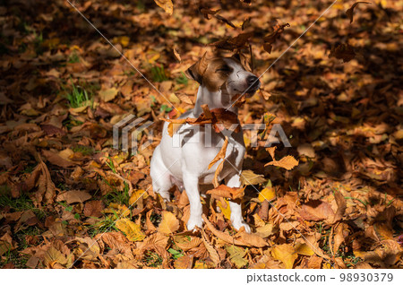 Jack Russell Terrier dog playing in a pile of yellow fallen leaves.  98930379
