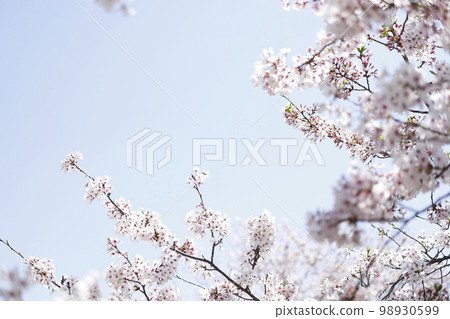 櫻花 98930599