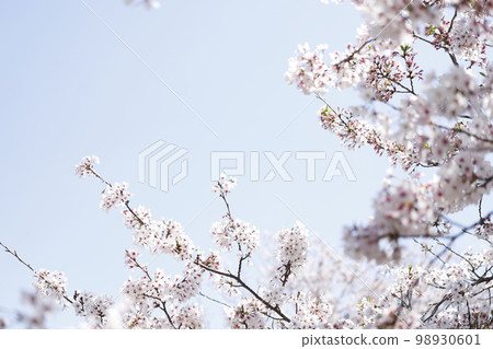櫻花 98930601