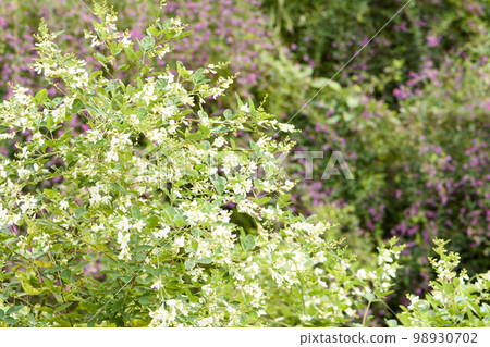 Autumn at Sendai City Wildflower Garden Autumn at Sendai City Wildflower Garden 98930702