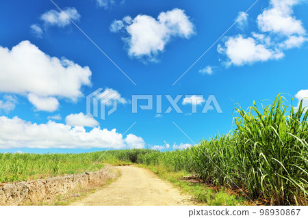 沖繩宮古島夏日藍天與甘蔗田 98930867