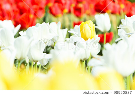 Yellow, white and red tulip fields 98930887