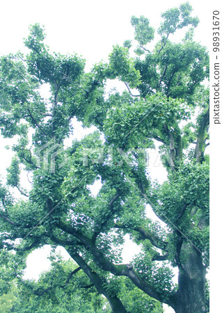 A large tree with bright green A large tree with bright green 98931670