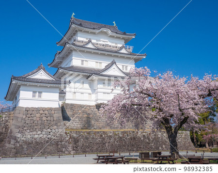 April Kanagawa / Odawara Odawara Castle Tower and Sakura 98932385