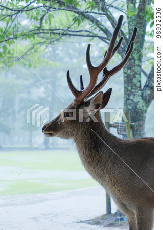 如果下雨,我在公園裡的戶外拍了一張鹿的照片 如果下雨,我在公園裡的戶外拍了一張鹿的照片 98932536