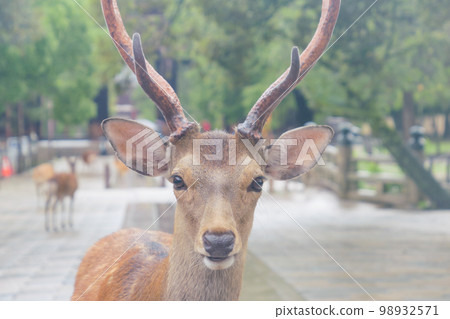Familiar deer photographed in Nara Park in the rain Familiar deer photographed in Nara Park in the rain 98932571