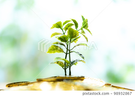 money tree grows big 98932867
