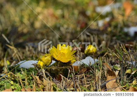 Fukujusou blooming in the snow-covered plum orchard of Shinrin Park Fukujusou blooming in the snow-covered plum orchard of Shinrin Park 98933098