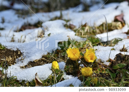 Fukujusou blooming in the snow-covered plum orchard of Shinrin Park 98933099
