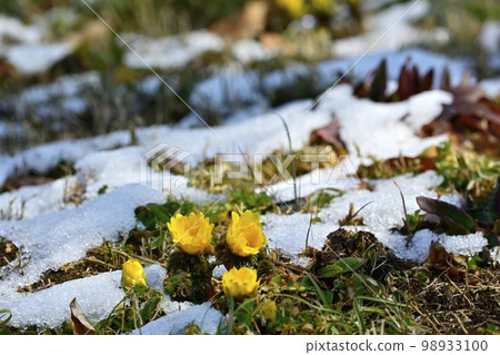 Fukujusou blooming in the snow-covered plum orchard of Shinrin Park 98933100
