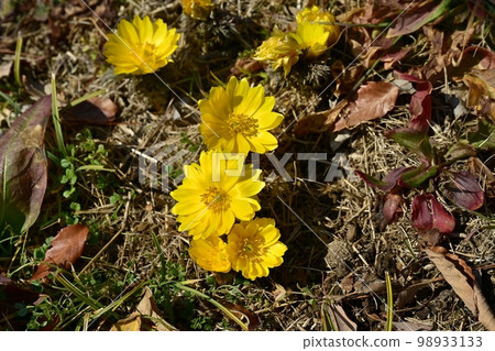 Fukujusou blooming in the plum orchard of Shinrin Park 98933133