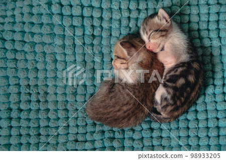 Top view of two sleeping kittens huddled together for warmth showing the peaceful candid moments at home and springtime aesthetic 98933205