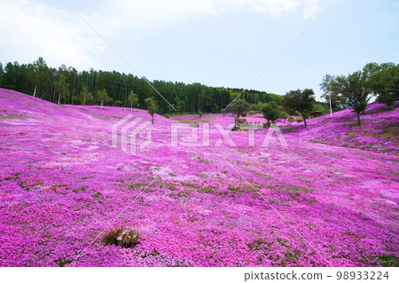 「芝櫻瀧上公園」，北海道一側的粉紅色山丘 98933224