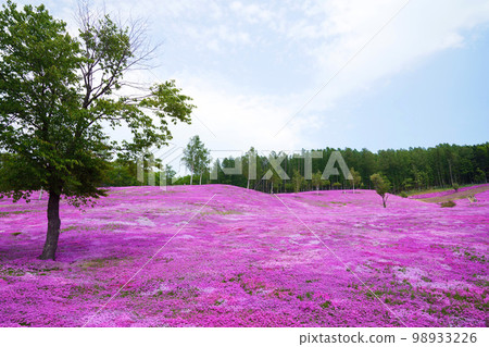「芝櫻瀧上公園」，北海道一側的粉紅色山丘 98933226