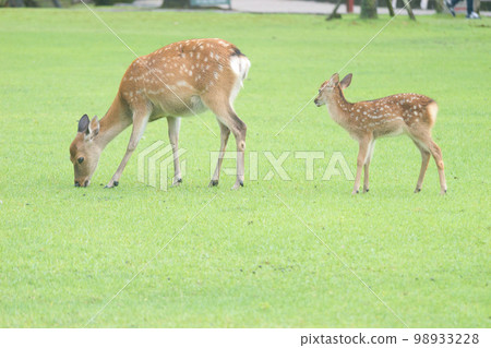 Grasslands of Nara Park, scenery of a deer parent and child who get along well 98933228