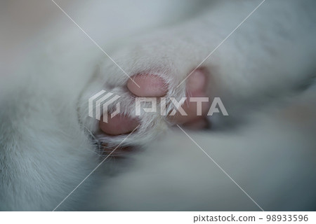 Paw of a white cat of the British breed. Minimalistic macro photography. 98933596