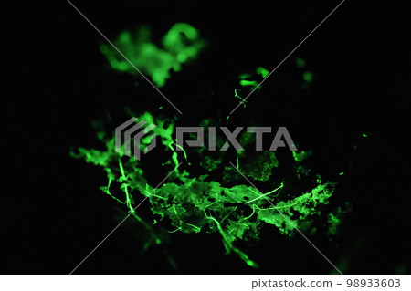 發光的菌絲體 發光的菌絲體 98933603