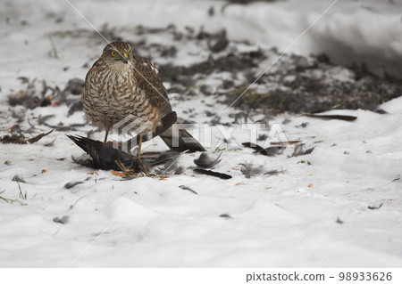 A young Northern goshawk on the hunt 98933626