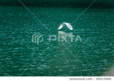 An egret flies over the lake. An egret flies over the lake. 98933666