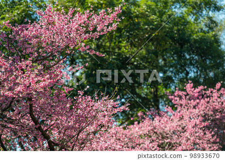 The beautiful pink cherry blossoms sway in the wind. Poetic and picturesque. 98933670