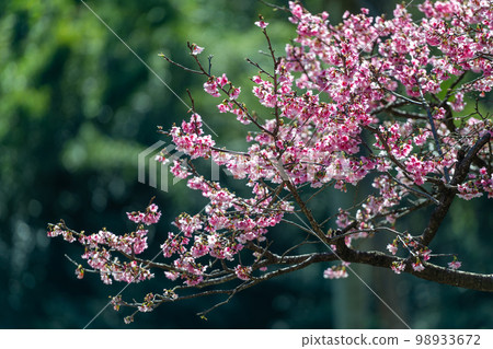 The beautiful pink cherry blossoms sway in the wind. Poetic and picturesque. The beautiful pink cherry blossoms sway in the wind. Poetic and picturesque. 98933672