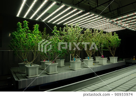 Gratifying cannabis hemp with bud in the pot from indoor hydroponic farm. Gratifying cannabis hemp with bud in the pot from indoor hydroponic farm. 98933974