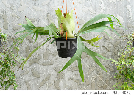 Elkhorn fern on hanging pot with gray concrete background Elkhorn fern on hanging pot with gray concrete background 98934022
