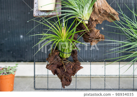 air plant decorated on woods 98934035
