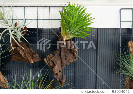air plant decorated on woods 98934041