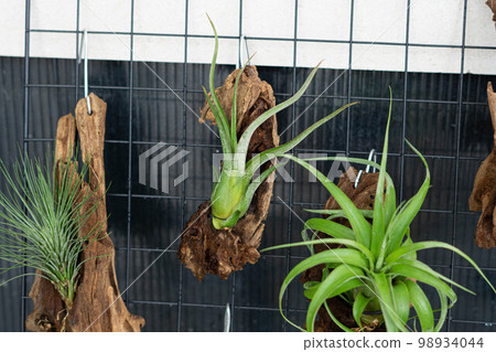 air plant decorated on woods 98934044