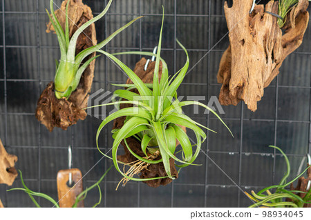 air plant decorated on woods 98934045