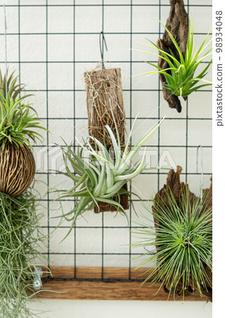 air plant decorated on woods 98934048