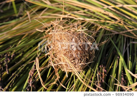 The nest of a rare Japanese lynx that was discovered during the harvesting of black rice ears of ancient rice in the rice terraces of Moroyama-cho, Yuzu-no-Sato The nest of a rare Japanese lynx that was discovered during the harvesting of black rice ears of ancient rice in the rice terraces of Moroyama-cho, Yuzu-no-Sato 98934090