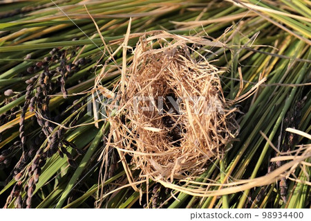 The nest of a rare Japanese lynx that was discovered during the harvesting of black rice ears of ancient rice in the rice terraces of Moroyama-cho, Yuzu-no-Sato 98934400