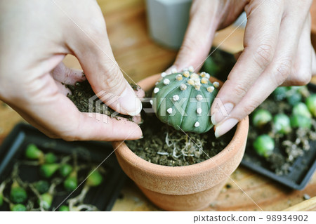 Indoor houseplant for home decoration, Replanting tree gardening tool, Indoor houseplant for home decoration, Replanting tree gardening tool, 98934902