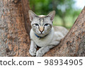 Cat relaxing on branch of tree, White stray cat in public park. 98934905