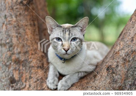 Cat relaxing on branch of tree, White stray cat in public park. 98934905