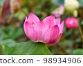 Lotus, Water lilly, Pink lotus flower in pond with copyspace, Natural background concept. 98934906