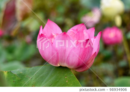 Lotus, Water lilly, Pink lotus flower in pond with copyspace, Natural background concept. Lotus, Water lilly, Pink lotus flower in pond with copyspace, Natural background concept. 98934906